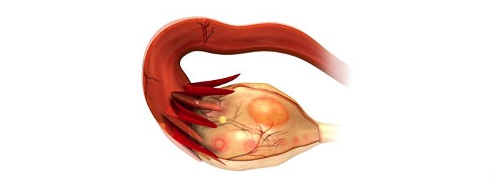 Hamiləliyin 1-ci həftəsi